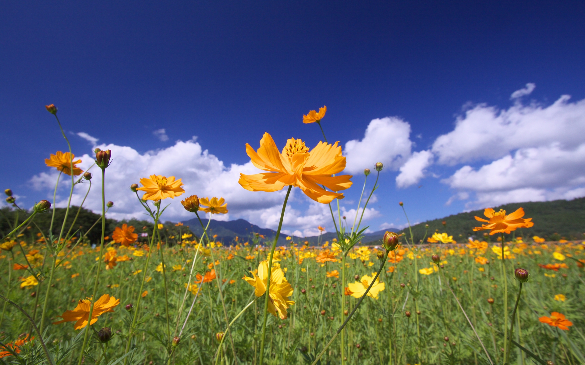 キバナコスモス」の風景壁紙・写真｜Pure